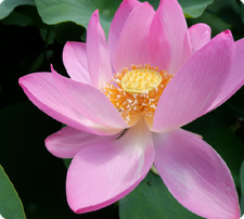蓮の花